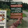 Indian Creek Fruit Farm U-pick flowers sandwich board and hanging signs - Ithaca, NY
